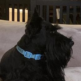 Lennox - Scottish Terrier