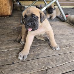 Yelliw - Apricot female Mastiff puppy in Uhrichsville, Ohio from Angela's Mastiffs