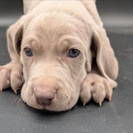 Marty - Silver gray male Weimaraner puppy in Evart, Michigan from Drehbar Weimaraners