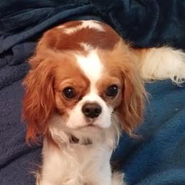 Jack - Cavalier King Charles Spaniel