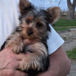 Cashe - Black and tan male Yorkshire Terrier puppy in Grafton, West Virginia from Gemstone Kennel