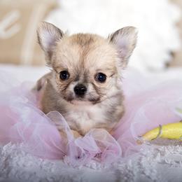 Spice - Fawn female Chihuahua puppy in Orlando, Florida from Destiny Chihuahuas