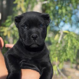 Boy 3 - Black male Cane Corso puppy in Sandia, Texas from OneTime Cane Corso