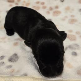 Male5 - Black male Scottish Terrier puppy in Conroe, Texas from Scotch McLaren Terriers