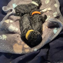 Poodle puppies from Gold’N Gorgeous Kennels