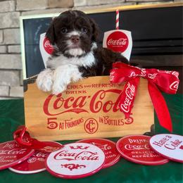 Jamison - Brown and white male Cockapoo puppy in Holton, Indiana from MoonShine Babies
