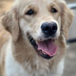 Sadie - Golden Retriever