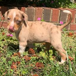 Female 1 - Red merle female Catahoula Leopard Dog puppy in Gadsden, Alabama from Rich Cat’s