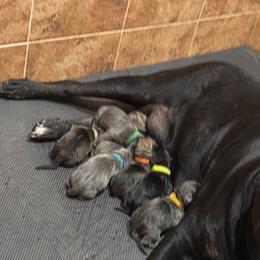 Boy 3 - Black brindle male Cane Corso puppy in Prescott Valley, Arizona from Willow’s Meadow