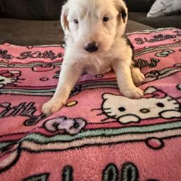 Sophie - Black and white female Old English Sheepdog puppy in Acton, California from Fab OES