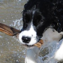 Cavalier King Charles Spaniels and English Springer Spaniels from Liberty Springers and Cavaliers