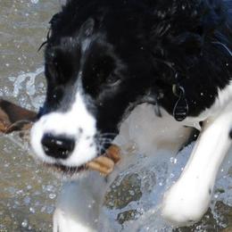 Cavalier King Charles Spaniels and English Springer Spaniels from Liberty Springers and Cavaliers