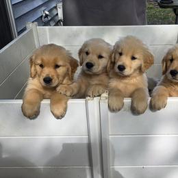 Golden Retrievers from Ritidian Goldens
