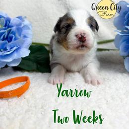 Yarrow - Blue merle male Australian Shepherd puppy in Falmouth, Kentucky from Queen City Farm