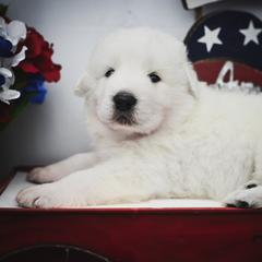 Border Collie, Bordoodle, and Maremma Sheepdog Puppies from 2J 2K Border Collies