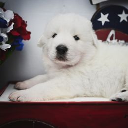 Border Collie, Bordoodle, and Maremma Sheepdog Puppies from 2J 2K Border Collies