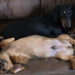 Dachshunds from Wyrmhund Dachshunds