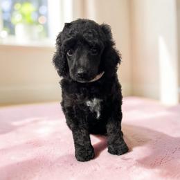 Miss. Leche - Black female Poodle puppy in Gainesville, Florida from Pet Inn Xxweetdoodles