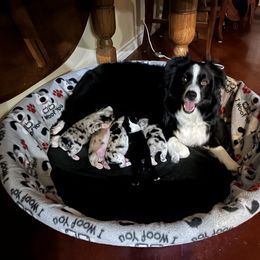 Australian Shepherd and Miniature Australian Shepherd Puppies from L Bar W Aussie Ranch