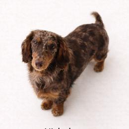 Nick - Dachshund