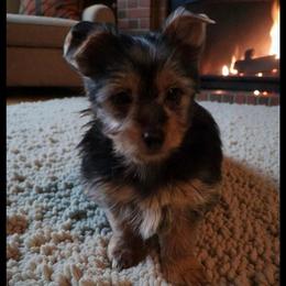 Waylon - Black and tan male Yorkshire Terrier puppy in Grafton, West Virginia from Gemstone Kennel
