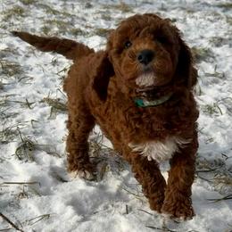 Hazelnut - Red  female Goldendoodle puppy in De Pere, Wisconsin from Kinzor Kennels