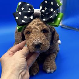 Muffin - Yellow and white female Bernedoodle puppy in Macon County, North Carolina from Mountain Doodles