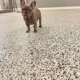 Girl 3 - Blue French Bulldog puppy in New York from Charlie’s Frenchies