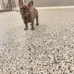 Girl 3 - Blue French Bulldog puppy in New York from Charlie’s Frenchies