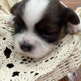Tucker - Brown and white male Shichon puppy in Bradford, Ohio from Ted E. Bear Patch