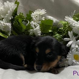 Will - Black and tan male Dachshund puppy in Paris, Texas from Michel Creek Kennel