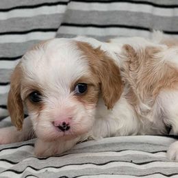 Velma - Blenheim female Cavapoo puppy in Salem, New Jersey from Dreamy Night Doodles