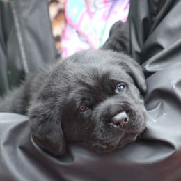 Orange collar - Black male Labrador Retriever puppy in Marysville, California from Britt Labradors