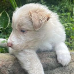 Gray Collar - White and gold male Border Collie puppy in Gadsden, Alabama from Collie Wood Hills