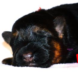 Pink female - Black and red female German Shepherd puppy in Alvarado, Texas from King Of Zion German Shepherds