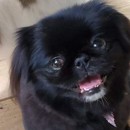 Pekingese from Wanda's Lit'l Pekingnese
