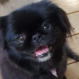 Pekingese from Wanda's Lit'l Pekingnese