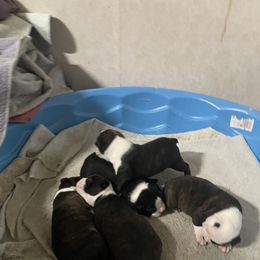 Boston Terrier puppies from Tina Terry's Boston Terriers