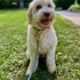 Banks - Australian Labradoodle