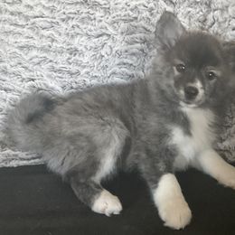Girl 1. - Pomsky puppy in Huron, Ohio from S and S Pomskies