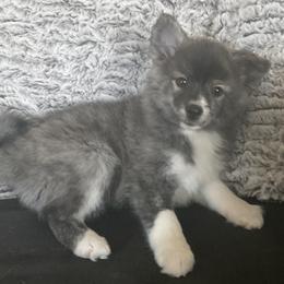 Girl 1. - Pomsky puppy in Huron, Ohio from S and S Pomskies