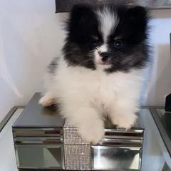 Fineas - Black parti male Pomeranian puppy in Los Angeles, California from Furever Blessed 🤍🐾🖤