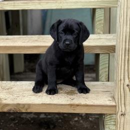Labrador Retriever Puppies from Maynard’s Labs