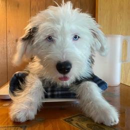ELSA - Black and white female Old English Sheepdog puppy in Charlo, Montana from Heavenly Hilltop Farm