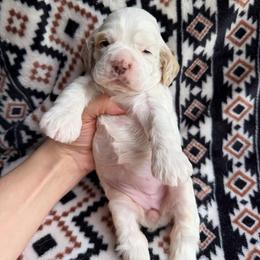 Sunny - Red and white female Cocker Spaniel puppy in Delphi, Indiana from Benchmark Cockers