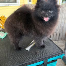 Blackout - Black male Pomeranian puppy in Ector, Texas from BB Pomeranians