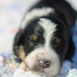 Fannie - Tri-color female Bernedoodle puppy in Lowry City, Missouri from Cooper Creek Puppies