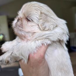 Aramis - White male Shih Tzu puppy in Lancaster, Ohio from Wandering Tzu