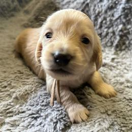 Fantine - Cream female Dachshund puppy in Eureka, California from Seaside Doxies