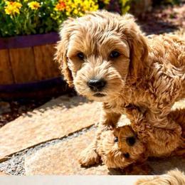 Prince Squire - Apricot male Goldendoodle puppy in Bountiful, Utah from PJs Puppy Love